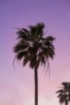 A peaceful scene of a palm tree silhouette against a pink and purple sky at twilight, evoking calm and beauty.